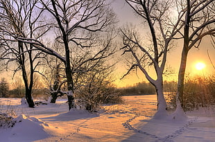 tall tree covered with snow during sunset