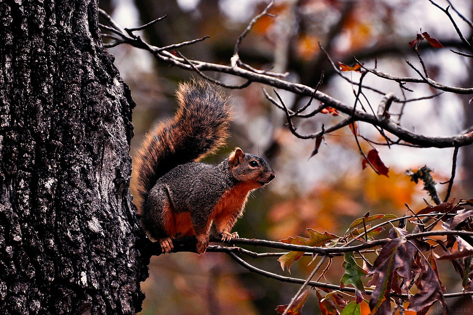 brown and white squirel on tree branch HD wallpaper