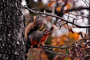 brown and white squirel on tree branch