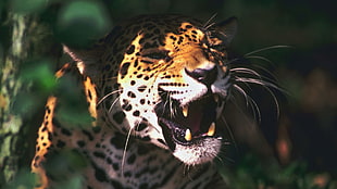 leopard animal, animals, sunlight, leopard (animal) HD wallpaper
