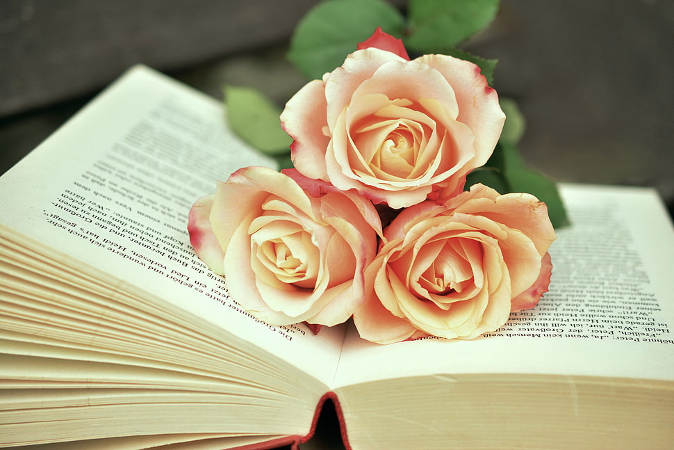 pink Roses on top of an opened book HD wallpaper