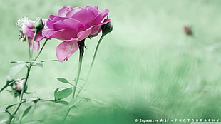 pink rose, flowers, macro, plants