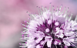 purple and white flower macro shot