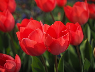 bed of red tulip flowers
