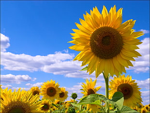 landscape painting of sunflower under clear sky during daytime