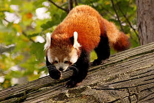 photography of red panda climbing on bough during daytime