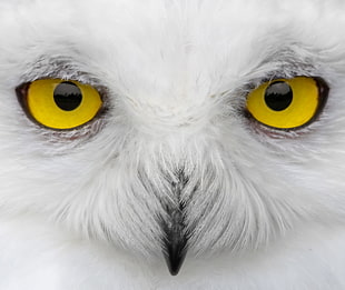 yellow Owl eyes HD wallpaper