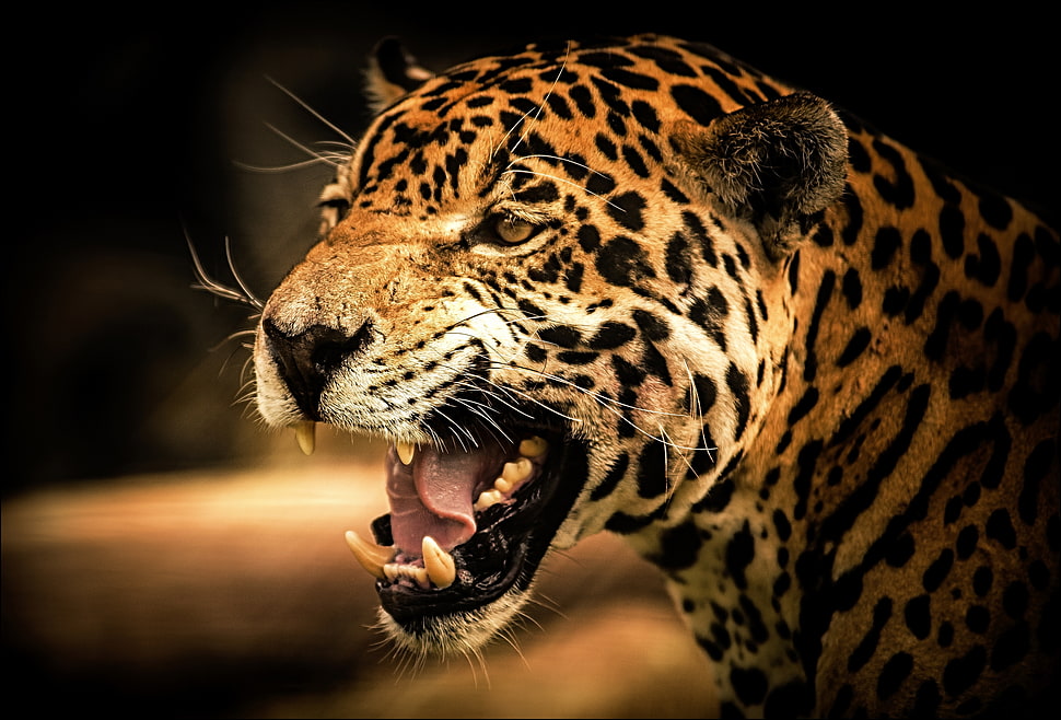 brown and black leopard HD wallpaper