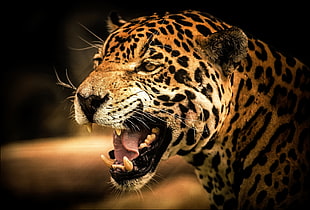 brown and black leopard