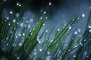 selective photo of green grass with rain drops