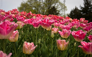 pink-and-white tulip field at daytime HD wallpaper