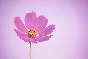 close-up photo of pink Cosmos flower