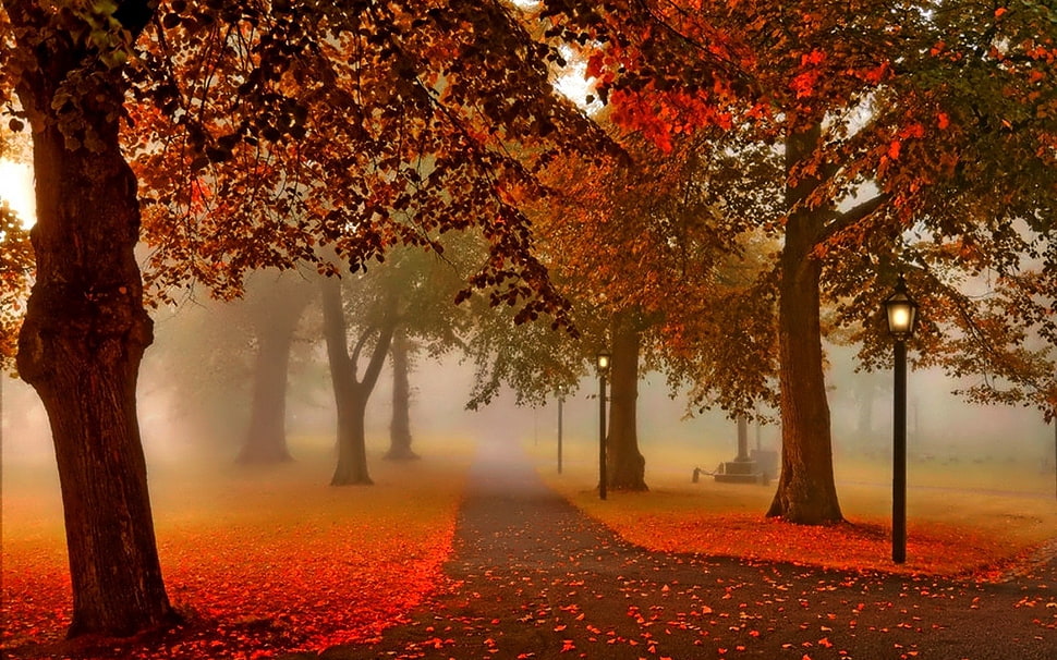 path surrounded with trees digital wallpaper HD wallpaper