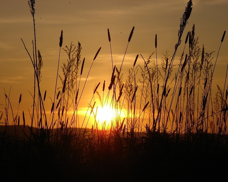 sunrise photo HD wallpaper