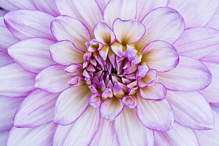 pink Dahlia flower in bloom close-up photo, eden project