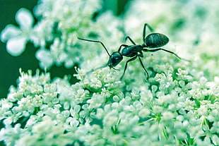 bullet ant on white petaled flower HD wallpaper