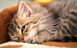 silver tabby kitten, animals, cat