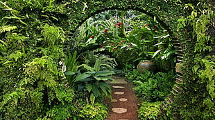 garden plants, nature, landscape, garden, leaves HD wallpaper