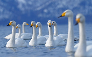 Flock of swans HD wallpaper