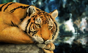 orange tiger, animals, tiger