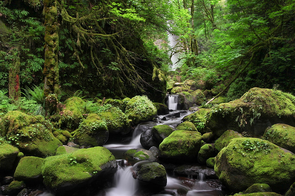 water falls surrounded by the trees HD wallpaper