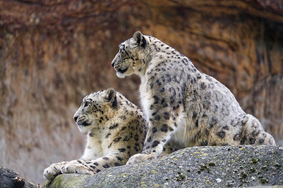 two brown and black leopards on rock during daytime HD wallpaper