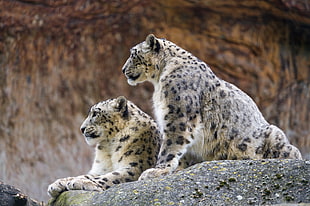 two brown and black leopards on rock during daytime