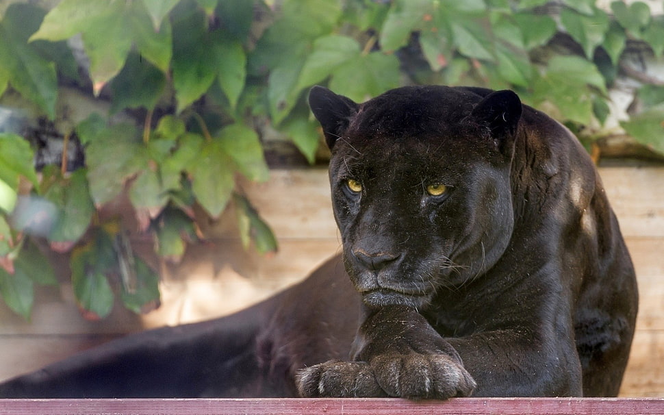 black panther, animals, Black Panther HD wallpaper