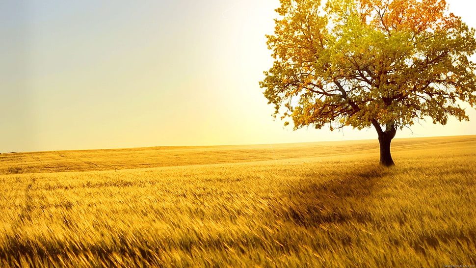 brown and green tree on brown grass field under sunlight HD wallpaper