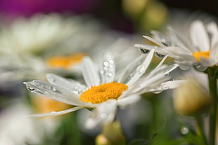 macro shot of water droplets on daisy, daisies HD wallpaper