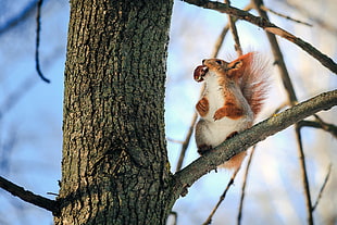 brown squirrel on tree branch HD wallpaper