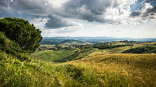 landscape photo of tree on green hills, tuscany, volterra, italy