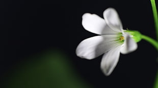 white petaled flower in bloom HD wallpaper