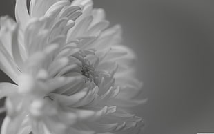 grayscale photo of petaled flower, nature, monochrome, flowers, plants