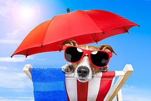 dog wearing red Wayfarer-style sunglasses on top of lounger chair photo