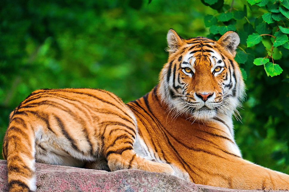 orange and black tiger HD wallpaper