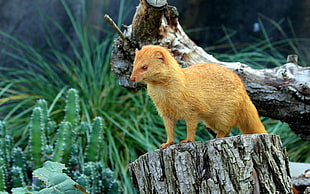 orange fur animal on gray wooden trunk