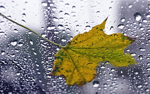 close-up photo of yellow maple leaf
