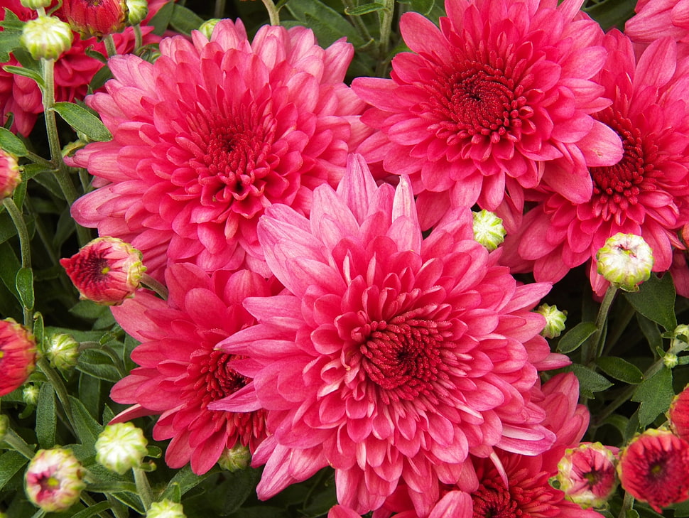 pink hydrangea HD wallpaper