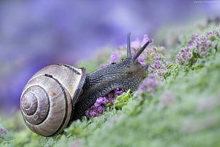 selective focus of snail on grass