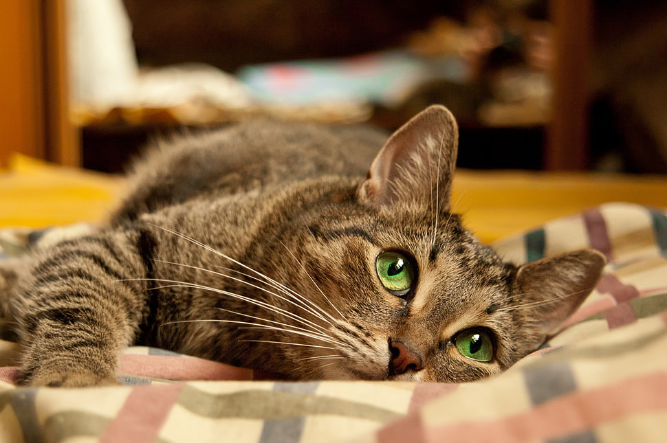 silver Tabby cat laying on white plaid blanket HD wallpaper