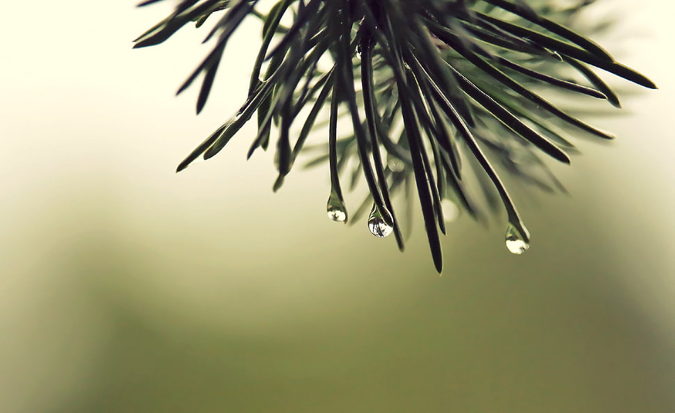 black plant with droplet of water HD wallpaper