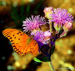 Gulf Fritillary butterfly perched on pink petaled flower
