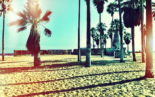 green palm tree, beach, palm trees, graffiti, sand HD wallpaper