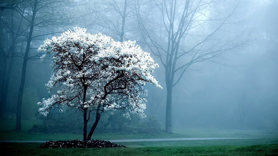 white cherry blossom, watermarked, trees, mist, nature HD wallpaper