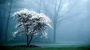 white cherry blossom, watermarked, trees, mist, nature