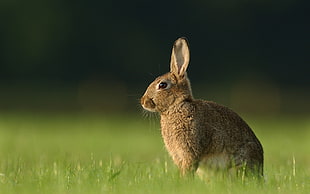 brown rabbit in close up photography