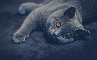 Russian blue cat, cat, animals, British shorthair HD wallpaper