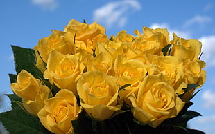 yellow rose flowers HD wallpaper