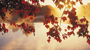 red maple leaves, leaves, sunlight, lake, calm HD wallpaper